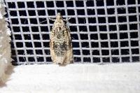 Celypha lacunana