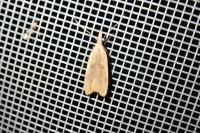 Dichomeris derasella