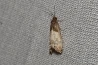 Notocelia cynosbatella