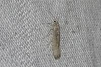 Plutella xylostella