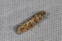 Rhyacionia pinivorana/miniatana