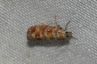 Rhyacionia pinivorana/miniatana