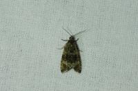 Celypha lacunana