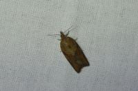 Epiphyas postvittana