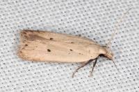 Nothris verbascella