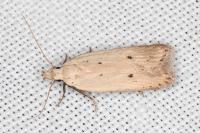Nothris verbascella