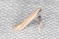 Aspilapteryx tringipennella