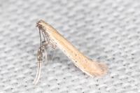Aspilapteryx tringipennella