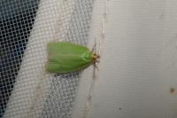 Tortrix viridana