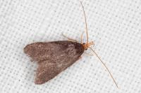 Eurodachtha pallicornella