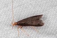 Eurodachtha pallicornella