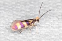 Micropterix aglaella