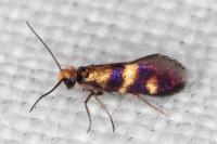 Micropterix aglaella
