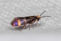 Micropterix aglaella