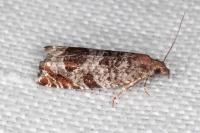 Ancylis achatana