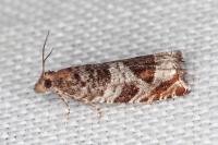 Ancylis achatana