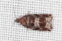 Ancylis achatana