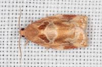 Archips xylosteana