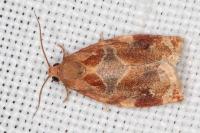 Archips xylosteana