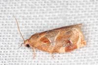 Archips xylosteana