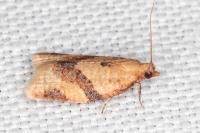 Clepsis consimilana