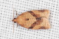 Clepsis consimilana