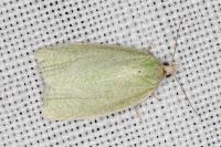 Tortrix viridana