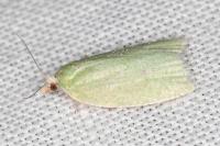Tortrix viridana