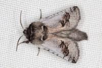 Parahypopta caestrum