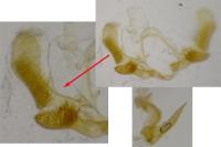 Lobesia indusiana
