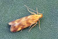 Mirificarma flavella