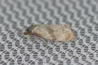 Cochylidia implicitana