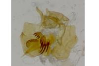 Cochylidia implicitana