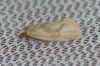 Phalonidia affinitana