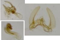 Phalonidia affinitana