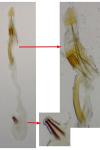 Isophrictis anthemidella