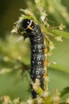 Depressaria daucella