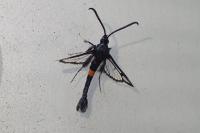 Synanthedon myopaeformis