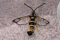 Synanthedon vespiformis
