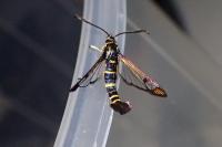Synanthedon conopiformis