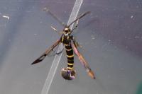 Synanthedon conopiformis
