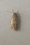 Hofmannophila pseudospretella