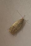 Hofmannophila pseudospretella
