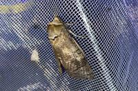 Cossus cossus