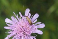 Nemophora metallica