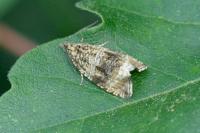 Celypha lacunana