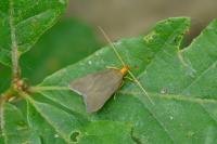 Eurodachtha pallicornella