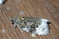 Apotomis capreana