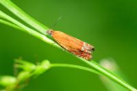 Lathronympha strigana