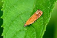 Lathronympha strigana